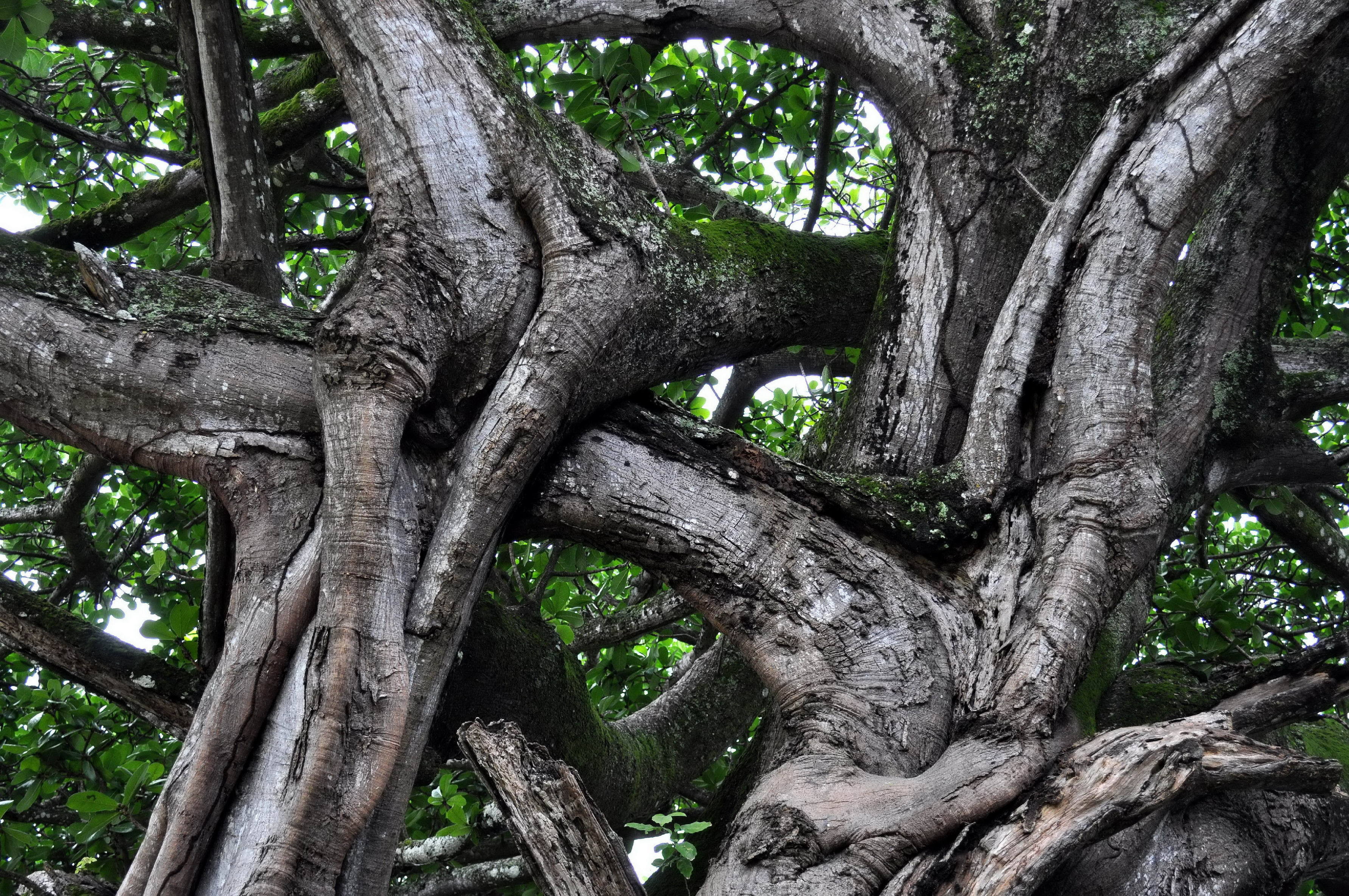 Intertwined branches of a large tree
